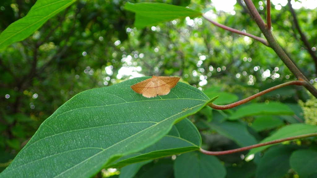 青葉に枯葉　その2