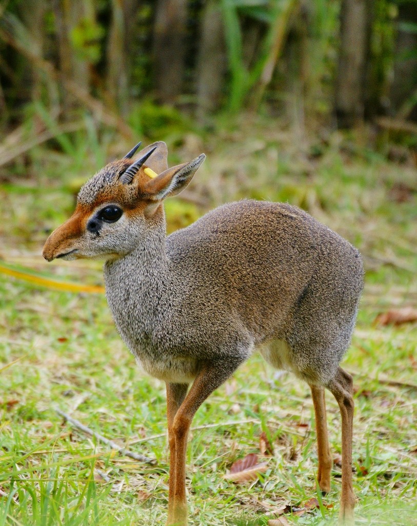 10329579617900042500_uoc3fn87la