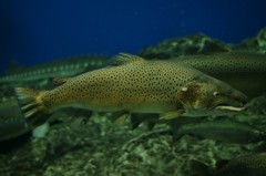 10236893040000042500_dt9dcrp8la