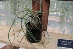 時代はロン毛へ