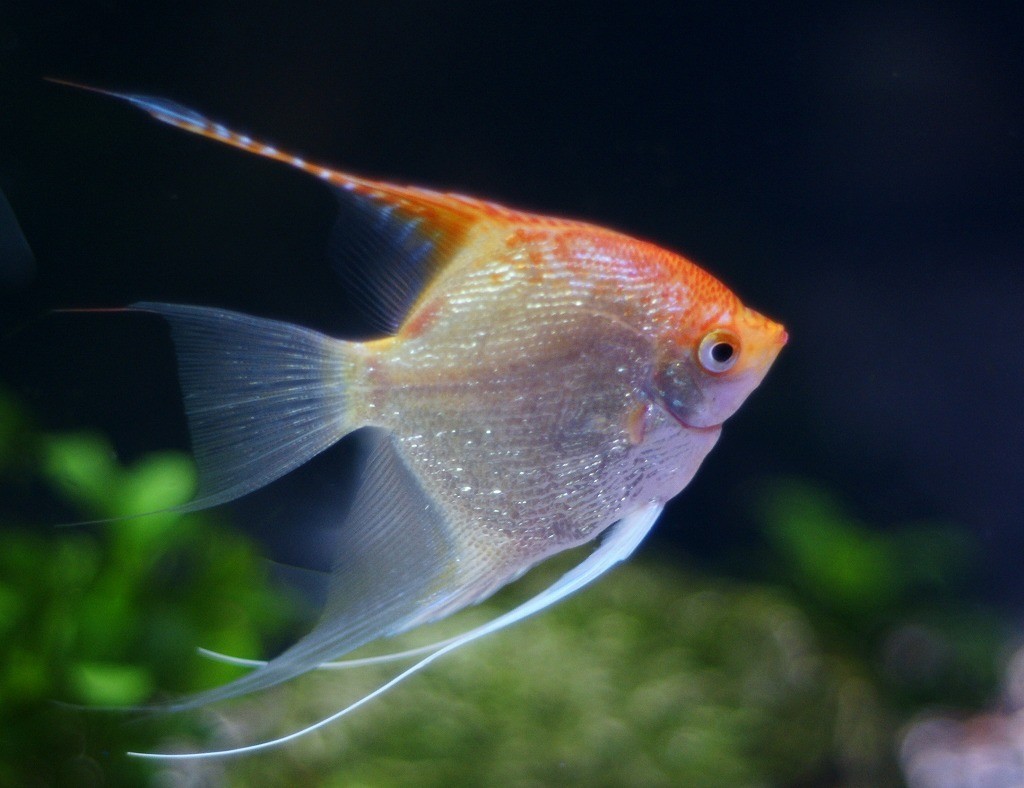 10134776230900042500_v8pmempzla