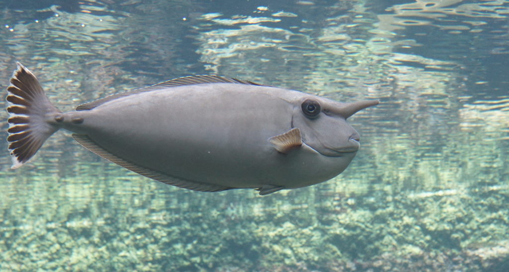 暑い日は水族館へ　その6