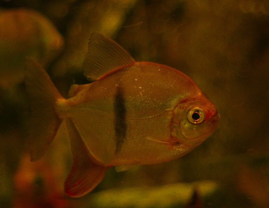 10227588970300042500_s3mn5dcfla