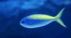 10335277359800042500_v7tabq25la