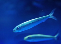 大衆魚代表