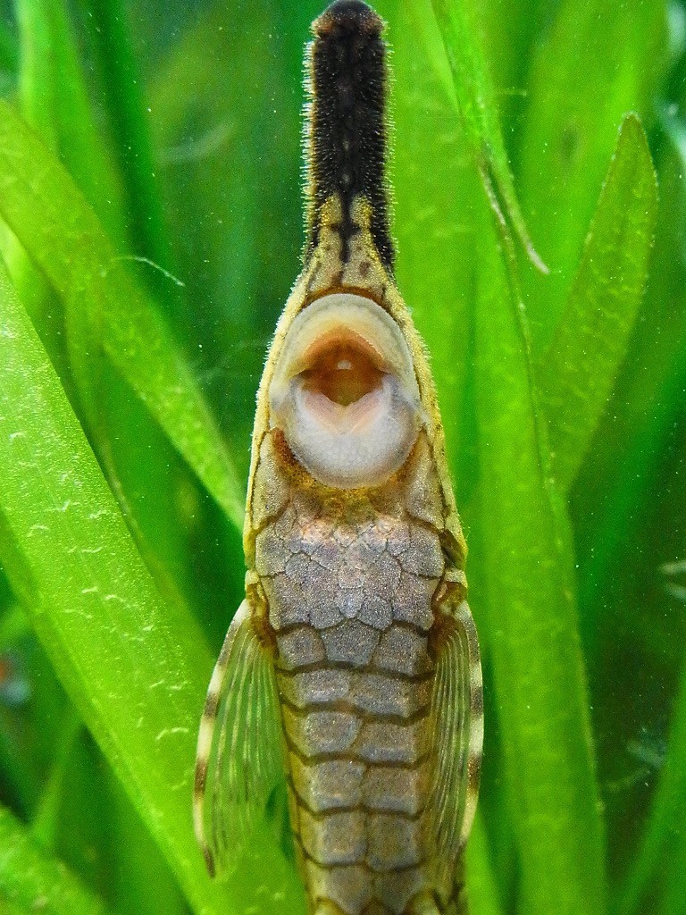 10336521546400042500_jtkg6xbola