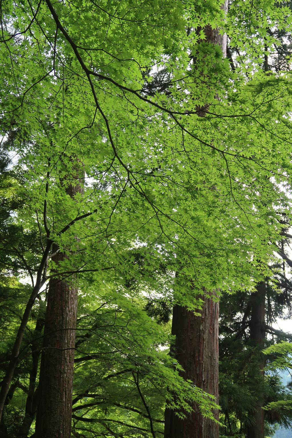 目に青葉