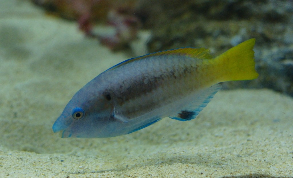 10226684160500042500_glmel3nmla