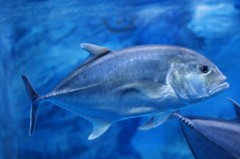 10134957621100042500_dnt4rg0xla