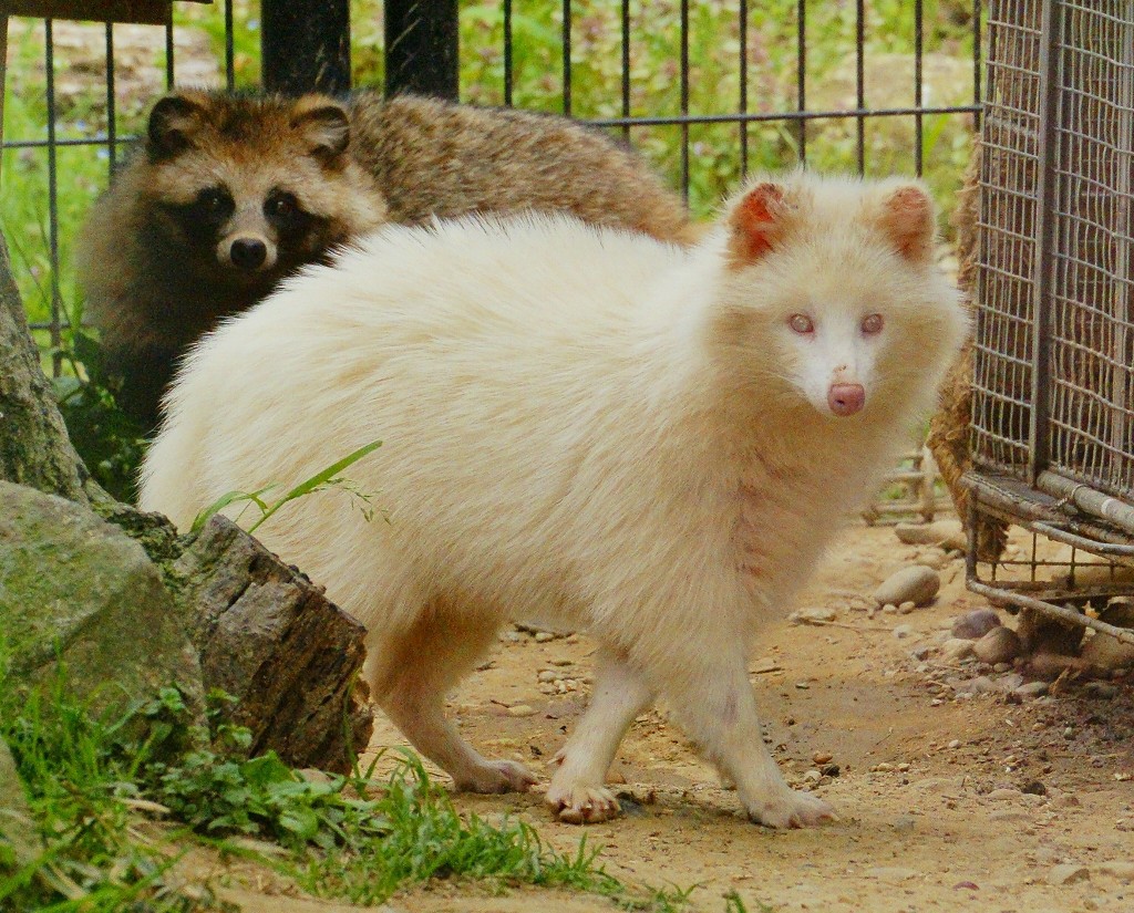 スピッツじゃないよ