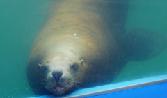 暑い日は水族館へ