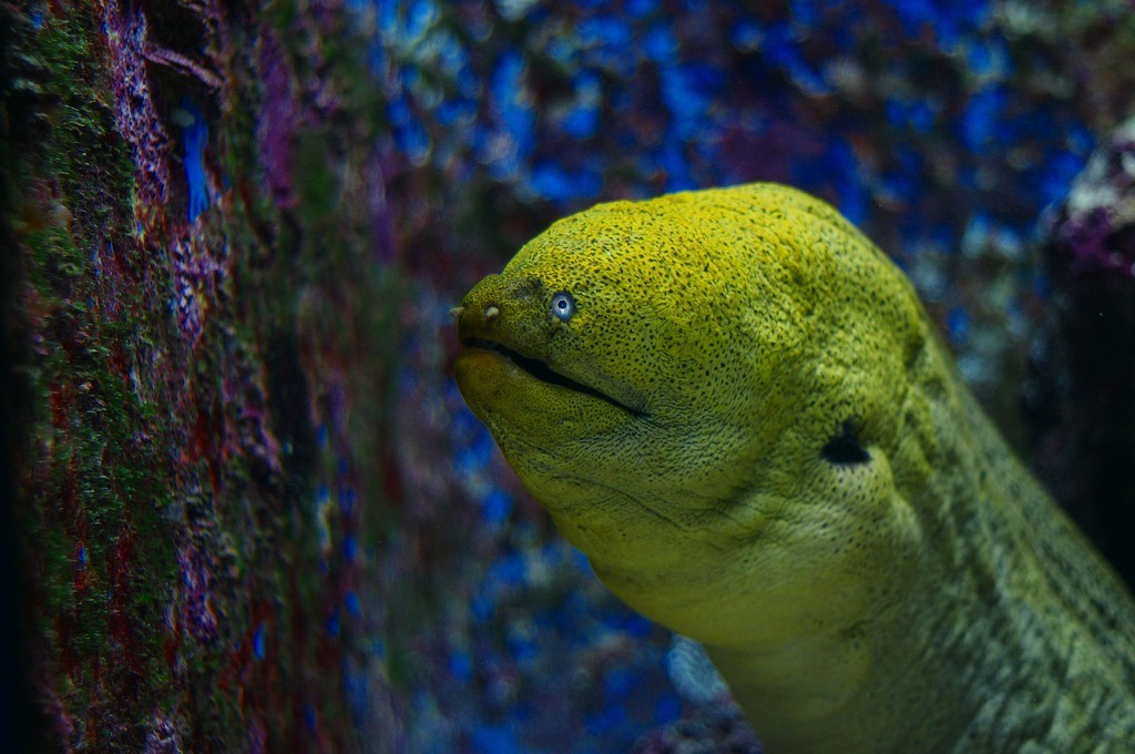 10233118323100042500_bsa55whsla