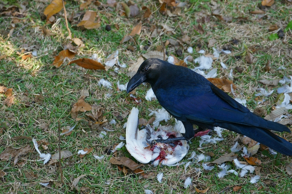 日常茶飯事
