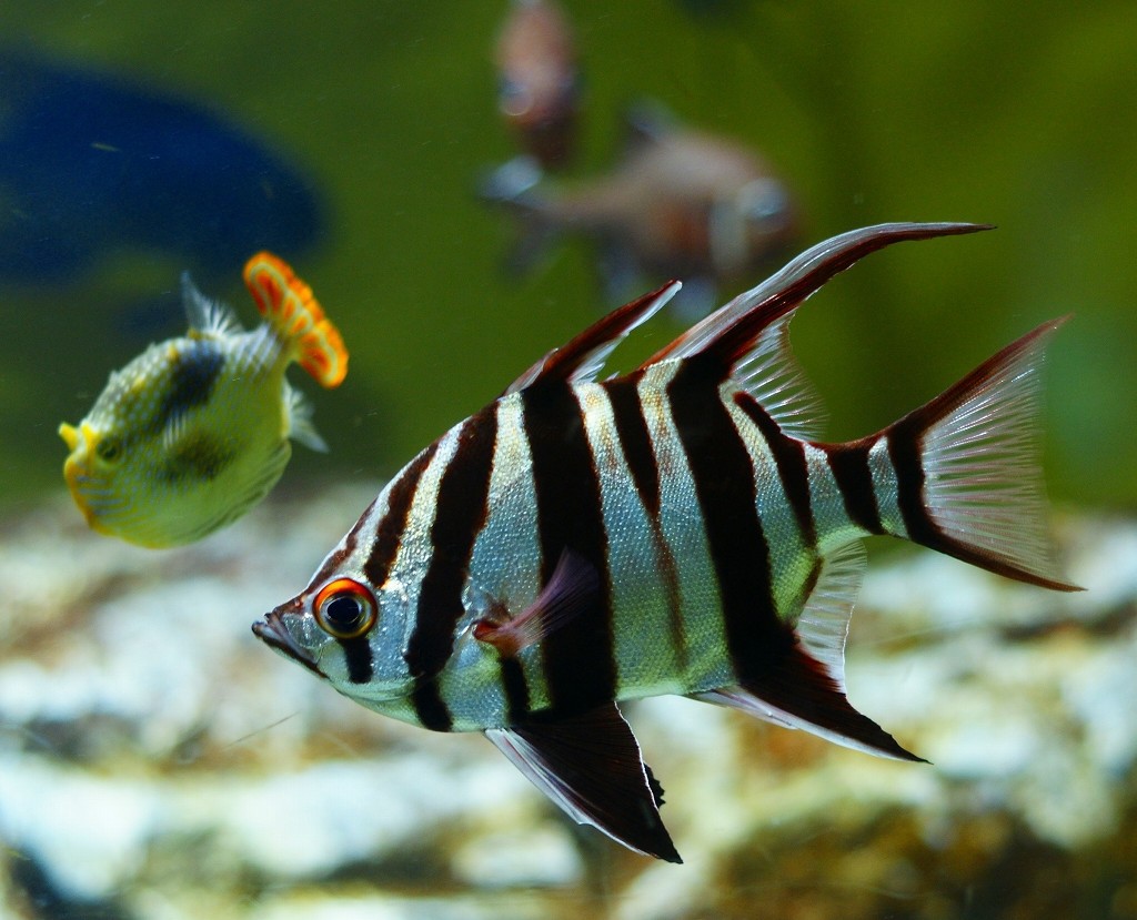 10430269566200042500_87n1vjaela