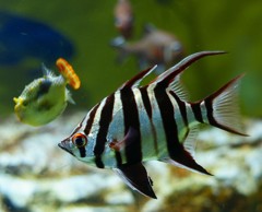 10430269566200042500_87n1vjaela