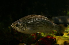 10131082618500042500_fa2142dlla