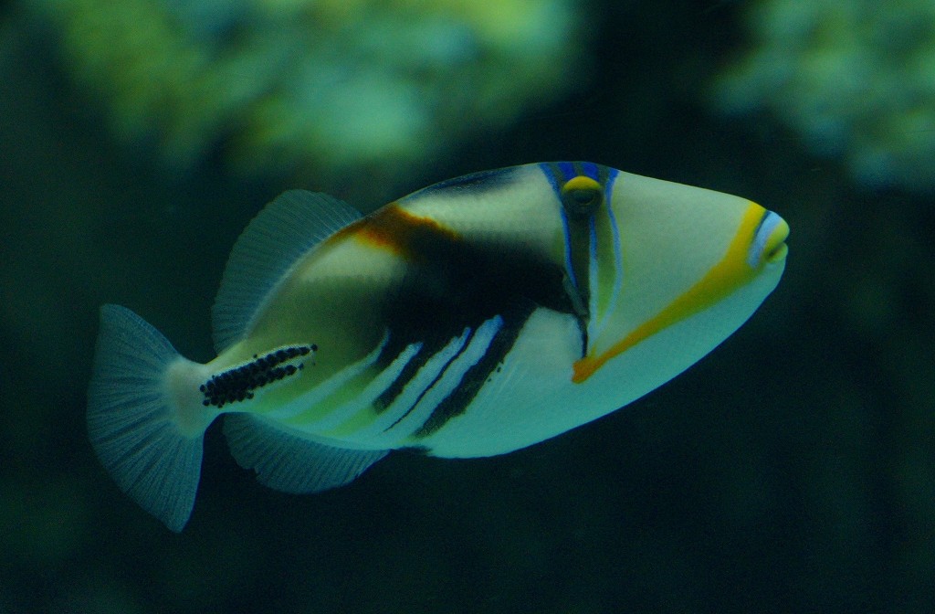 10426469106300042500_g24oaf95la