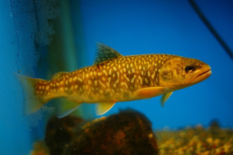 10328176608700042500_uo5q6mj5la