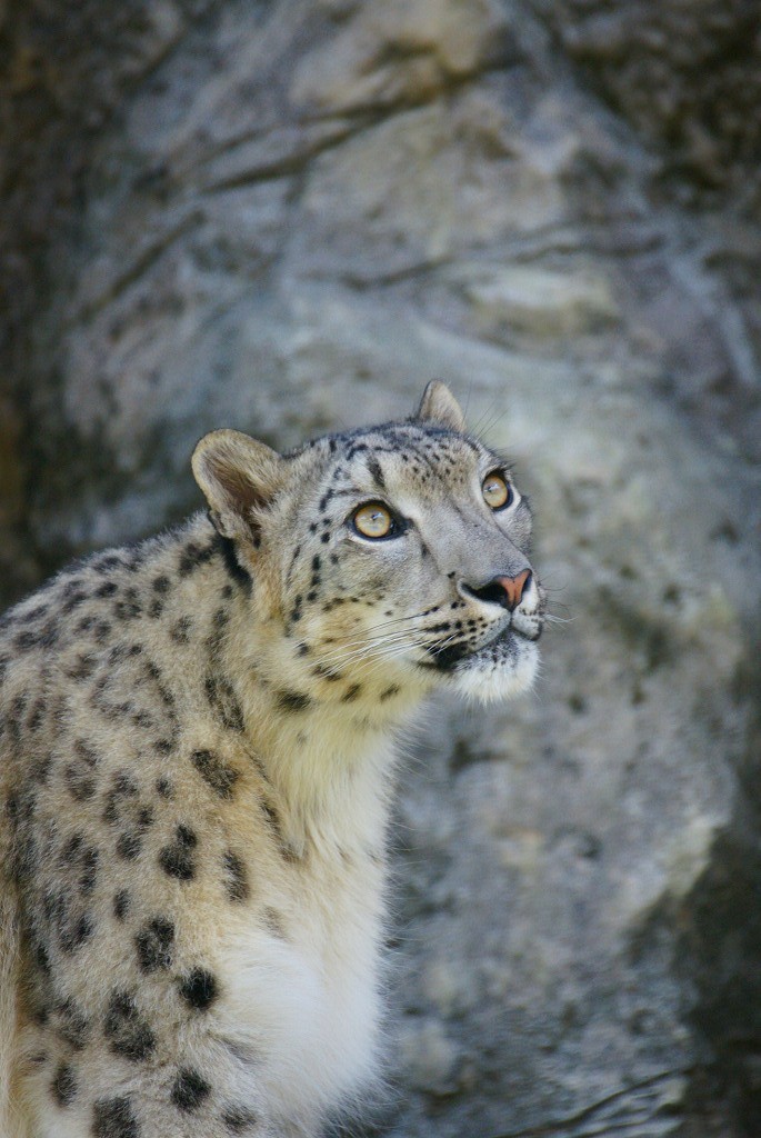 10235156444900042500_xi8opps7la