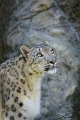 10235156444900042500_xi8opps7la