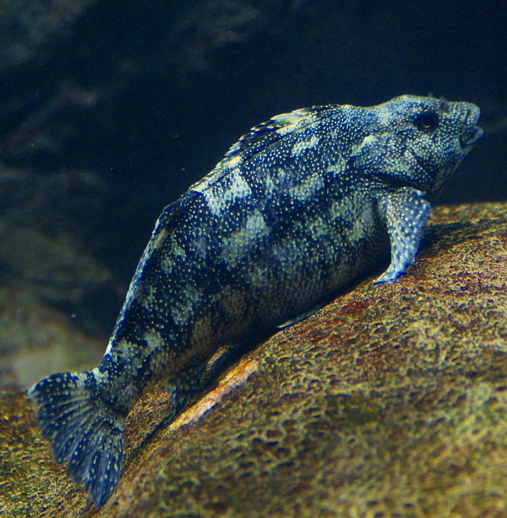 10329319884600042500_lpnyynrpla