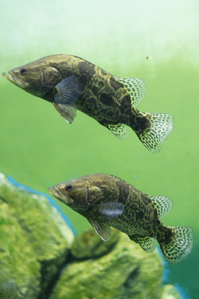 10235622935100042500_7855f094la