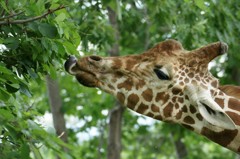 10137675510900042500_6s1jvdhwla