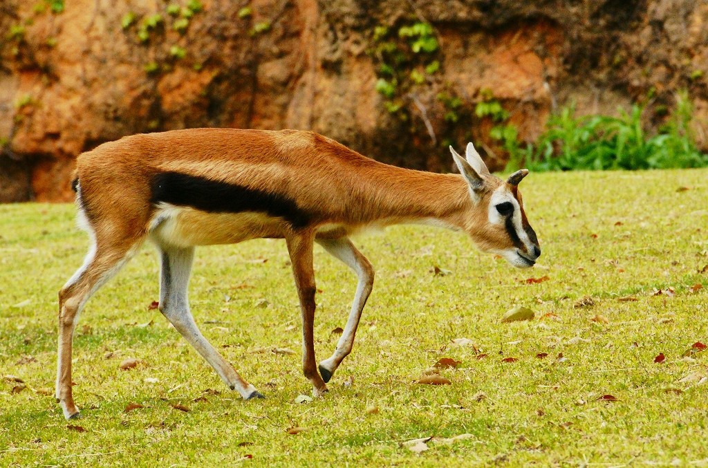 10127346815200042500_qlccp157la