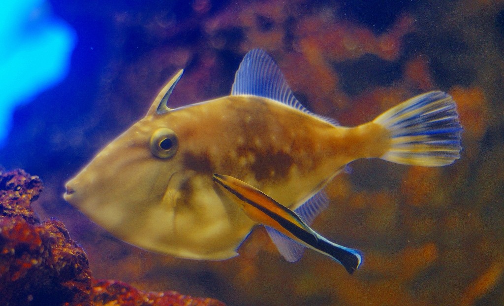 10326949744200042500_tifdhm9jla