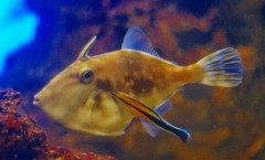 10326949744200042500_tifdhm9jla