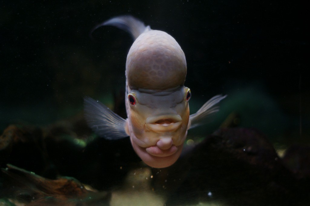 10234562766000042500_rnyg8vutla