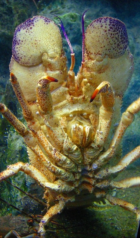 10227972795800042500_uaux9x10la