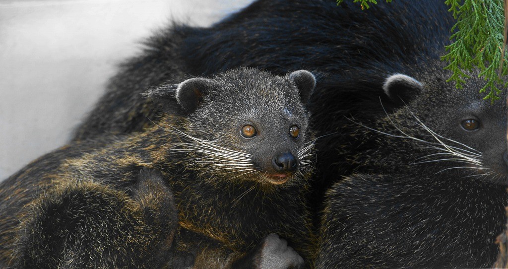 10135256274800042500_pq0lxavala