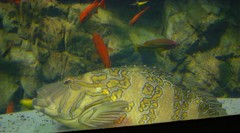 10329916532100042500_xwtgh3sfla