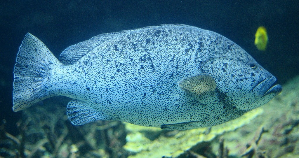 10225785848000042500_35h69hkqla