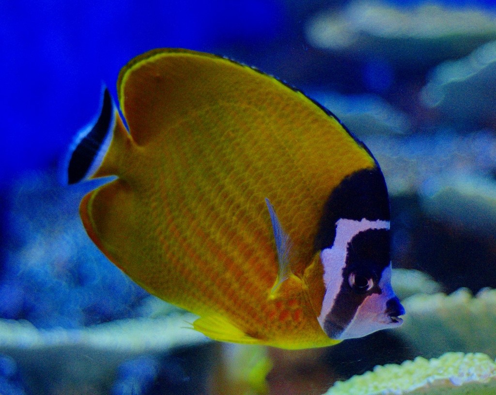 10126794072600042500_58c0thqmla