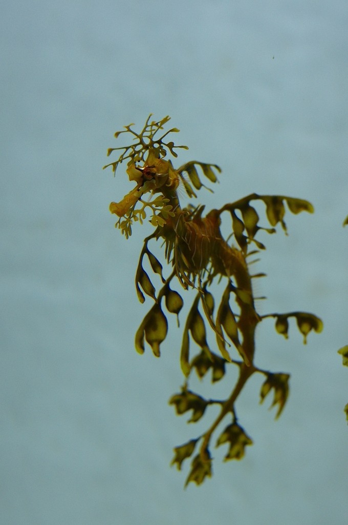 10230269466400042500_7pzq84qzla