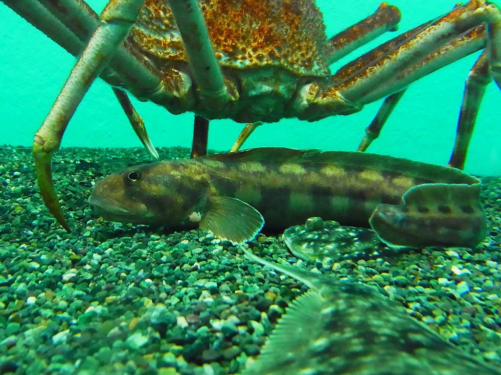 10132508695200042500_65mi2c9vla