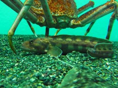 10132508695200042500_65mi2c9vla