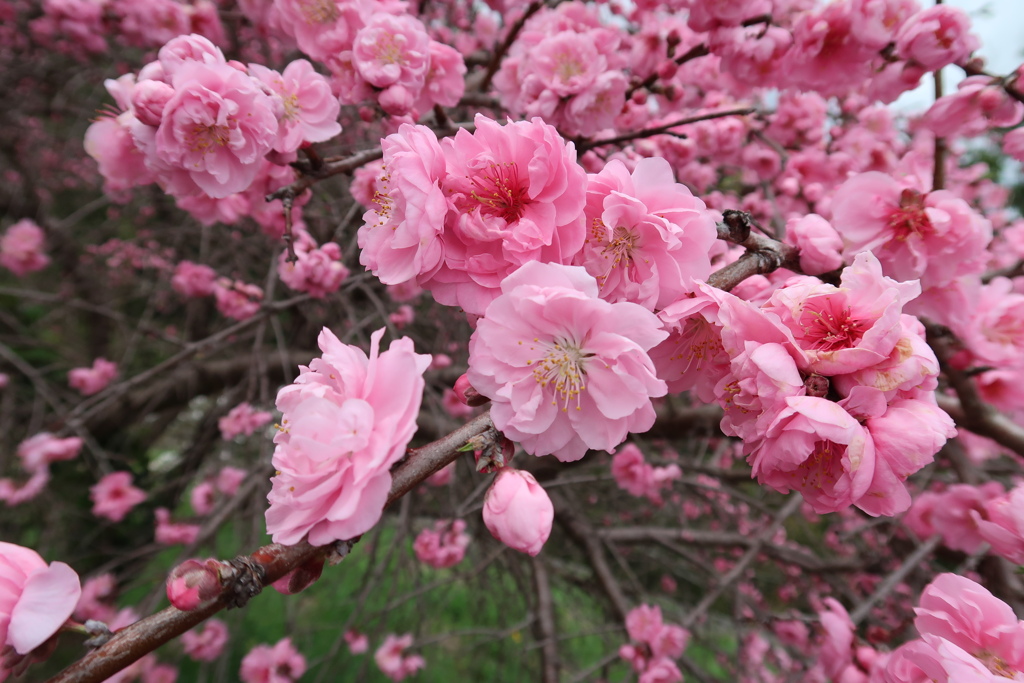 掛川の春