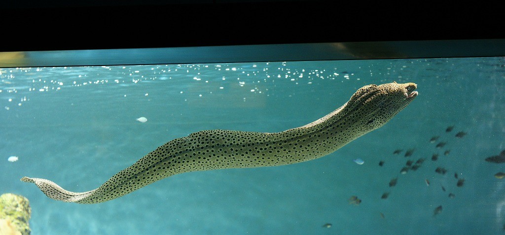 10136211118500042500_9m41ui80la