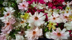 造花？　その２