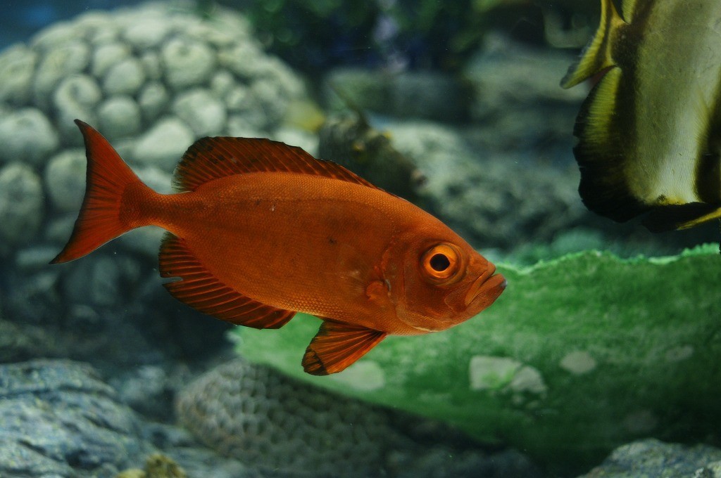 10237251437300042500_yw5orkysla