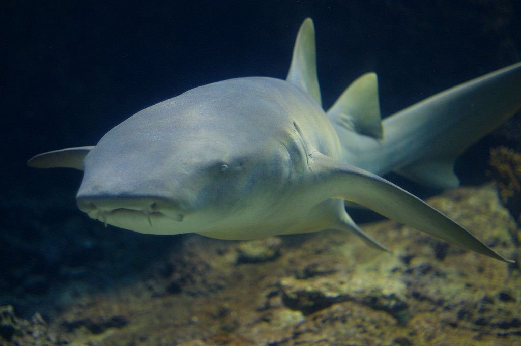 10133113602700042500_18b9av5dla