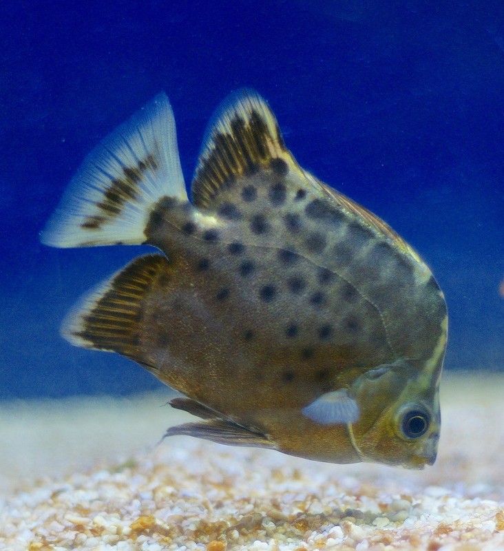 10328212649900042500_z8888eo6la