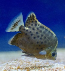 10328212649900042500_z8888eo6la