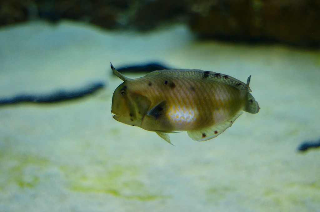 10233199205000042500_8wxo8uu0la