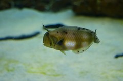 10233199205000042500_8wxo8uu0la