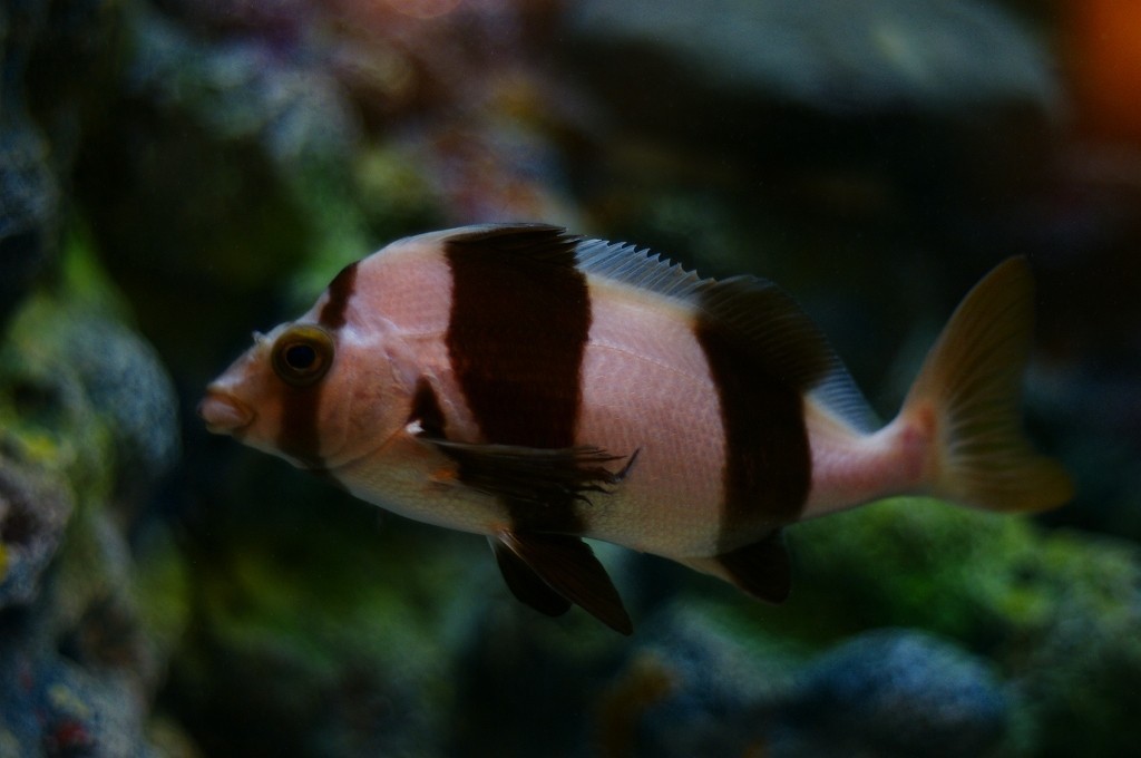 10133622636700042500_z7qb9llula