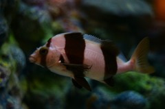 10133622636700042500_z7qb9llula